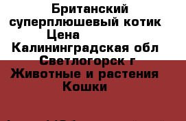 Британский суперплюшевый котик › Цена ­ 25 000 - Калининградская обл., Светлогорск г. Животные и растения » Кошки   